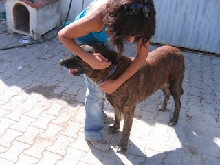 Leão, Castro Laboreiro, Macho, 4 anos , Margem Sul Dovskapets+069