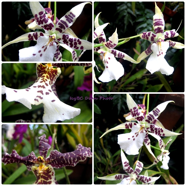 Loose artificial orchids flowers [pictures identifying moth orchids / inexpensive orchids]