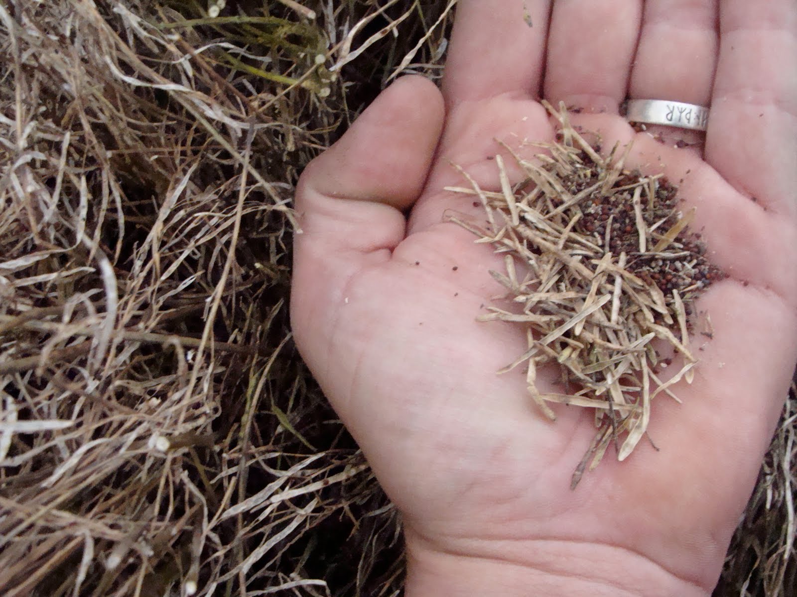 Farming Seeds