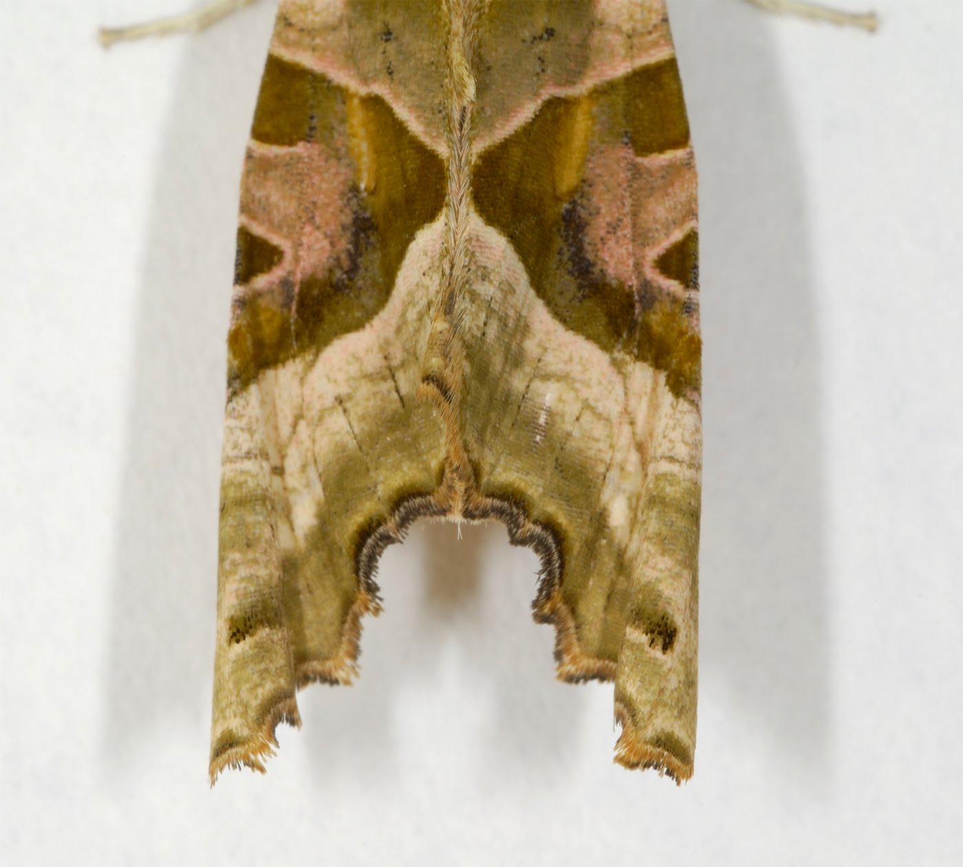 http://2.bp.blogspot.com/_MczfguXQ1cI/TFK72YYcGGI/AAAAAAAAABQ/xbAr5aCEmuQ/s1600/Angle+Shades+wing.jpg