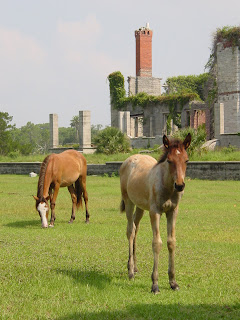 Wild horses on Cumberland Island