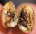 Ulat Buah