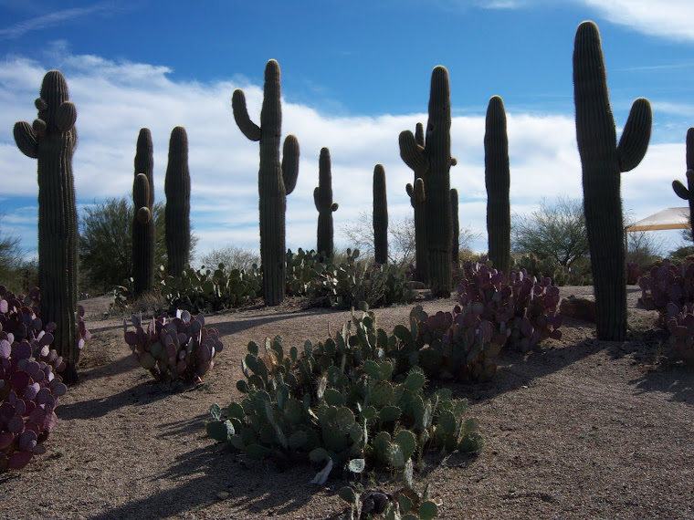 Arizona in December of 2008