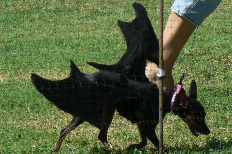 Barbara's Little Field Chihuahua Race II