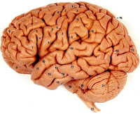 Ilustrasi Otak Manusia - 5 Fakta Misterius Otak Manusia - Simbya