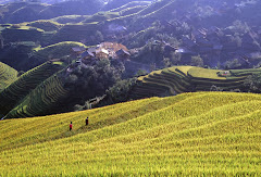 Rice Terraces