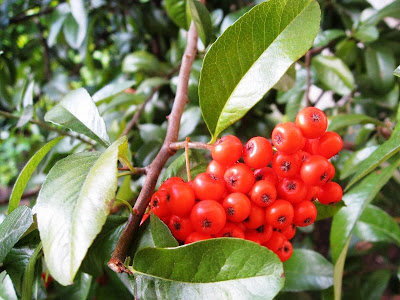 Red berries among dark green leaves