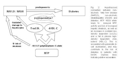 Diagram of effect of MTP gene polymorphism