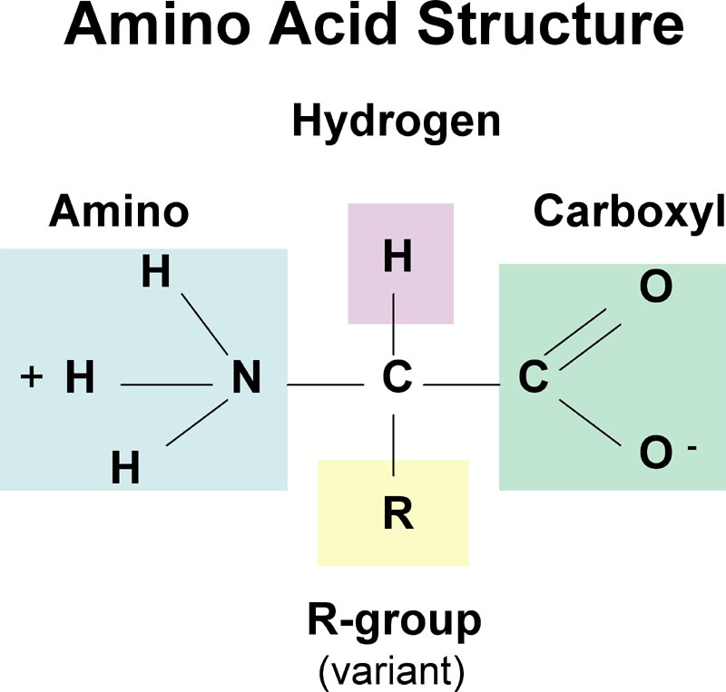 [aminoAcidStruc.jpg]