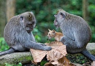 monkey