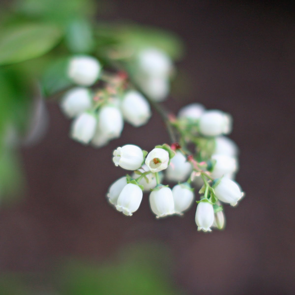 metro farming: April 2010