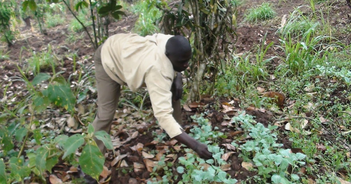 COMMUNITY VEGETABLE GARDENING IN UGANDA Photo Gallery