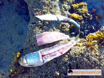 [filete-sardinha.jpg]