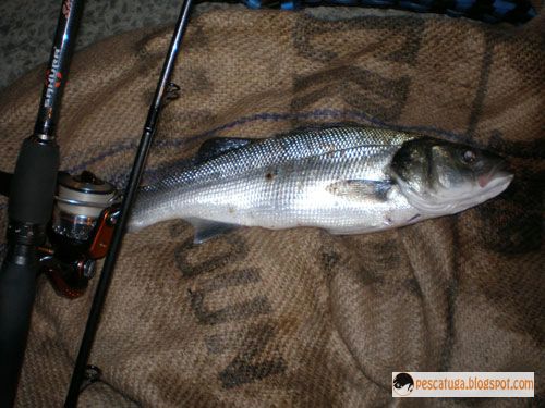 [robalo.jpg]