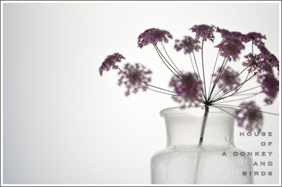 レースフラワー 花,レースフラワー,lace flower