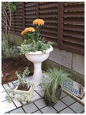 サンタンカの寄せ植え garden