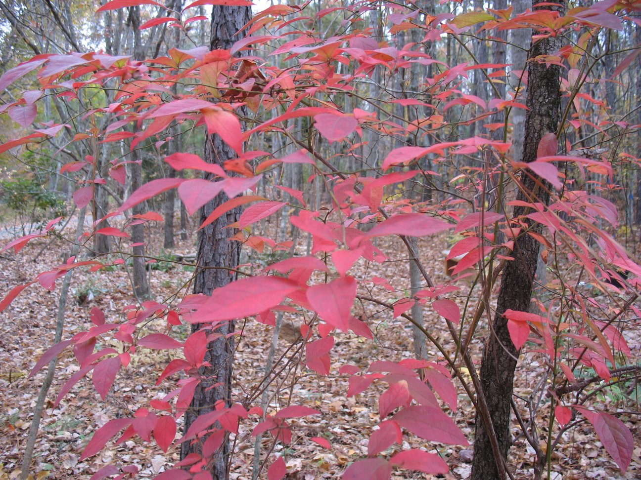 Glossy Privet Stock Photos Glossy Privet Stock Images Alamy