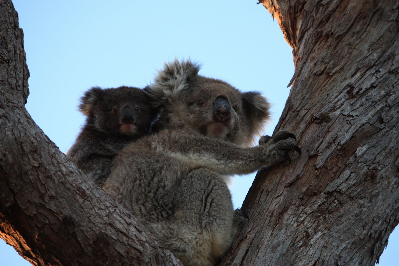 Durnins On Safari: Mikkira Koala Park (near Port Lincoln) to Carrickalinga