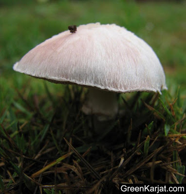 mushrooms growing in the rains karjat