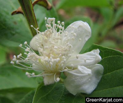 psidium guajava L or white guava