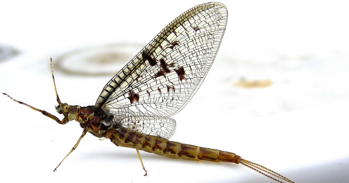 Fly Fish Addiction Western Mayfly Hatches, Boy Do I Love Em!