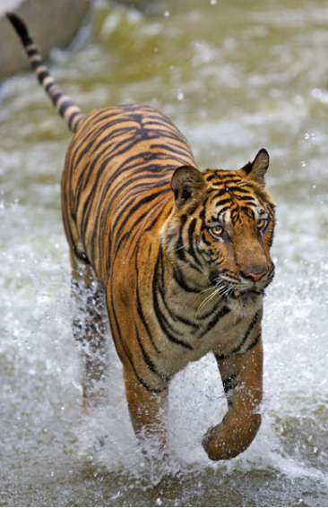Taming the Tiger