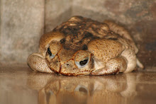 Fat Cane Toad