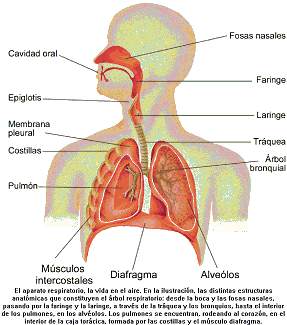 Cuales Son Los Organos Del Sistema Respiratorio Y Sus Funciones