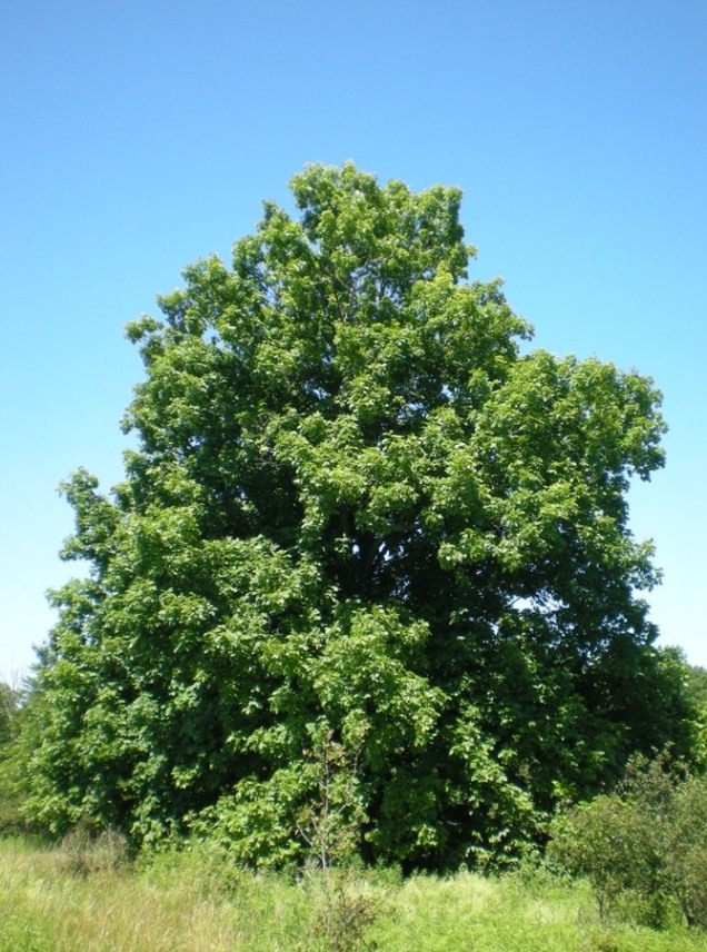 Divinity Withinity art, creativity, fun Under the Shagbark Hickory Tree