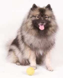 anjing keeshond