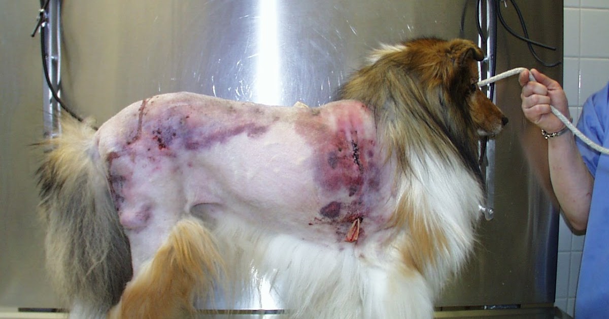 VETERINARY ASSOCIATES OF CAPE COD Big Wounds But A Big