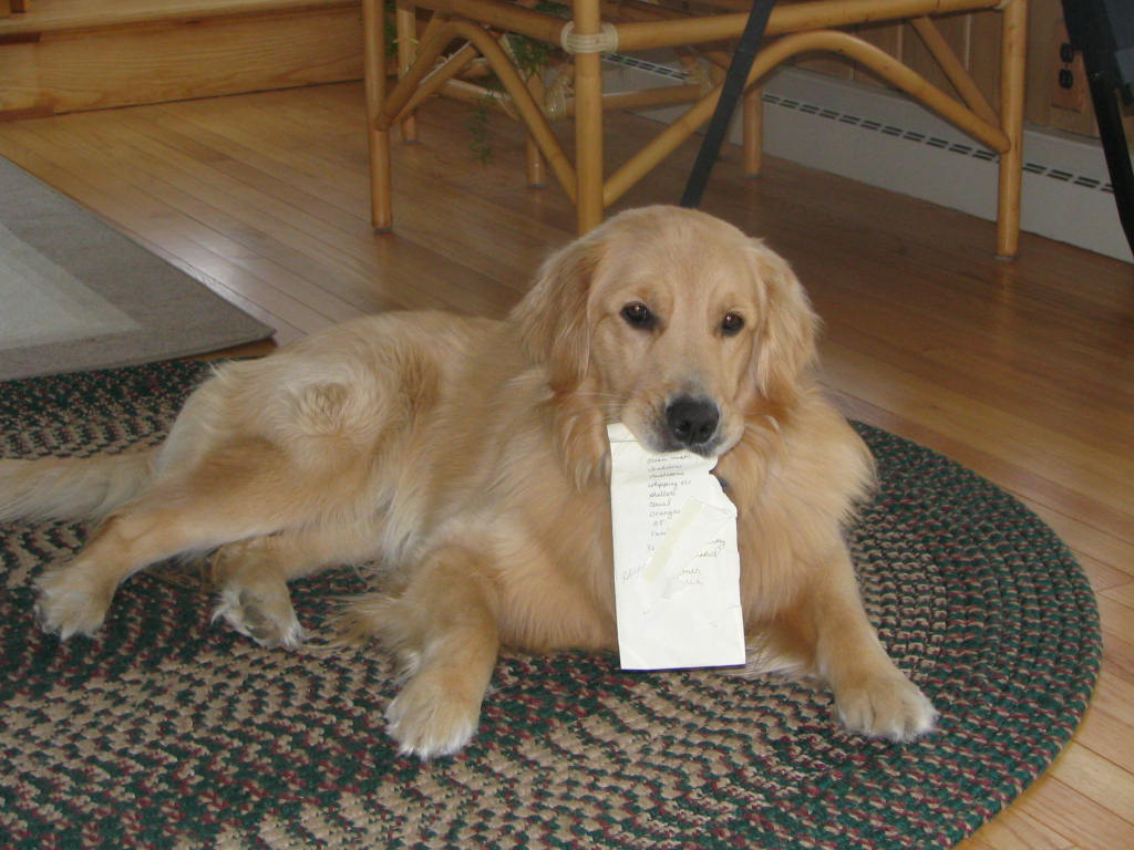 Savvy Working Gal The Heartbreaking Reality of Animal Shelters