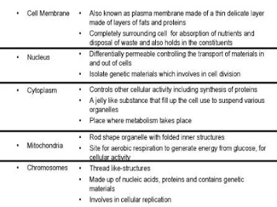 animal cell diagram with labels and functions