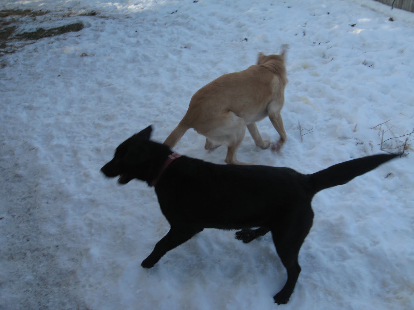 [Dogs+024.JPG]