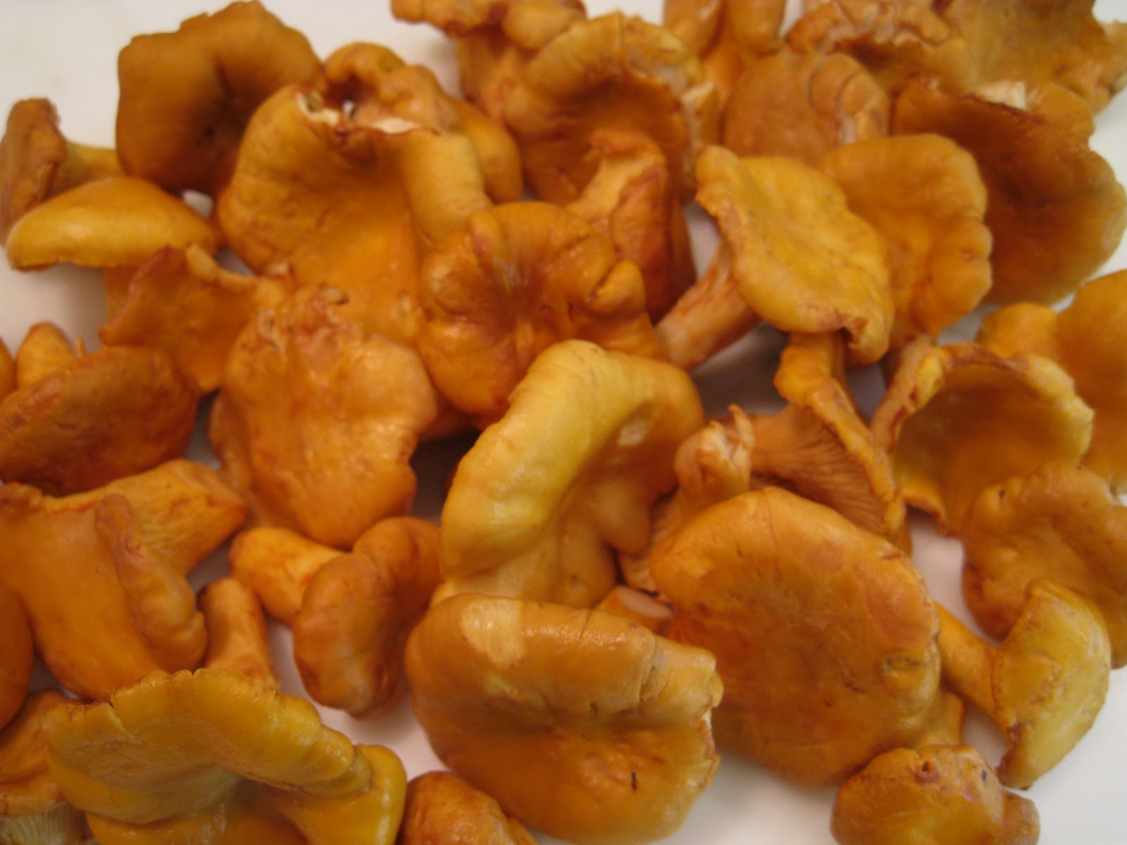 Monday Where's the Bacon? Chanterelle Mushroom Rigatoni