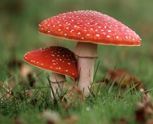 [flyagaric3.jpg]