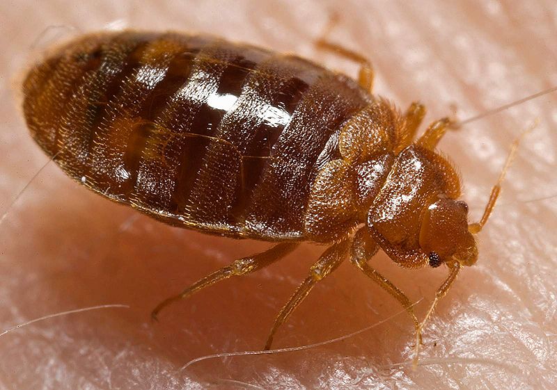 The bed bug explosion is more