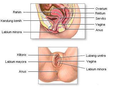 Anatomi Alat Reproduksi Wanita
