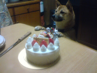 【お尻のほっぺ】ケーキを見つめる柴犬
