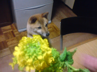 【お尻のほっぺ】菜の花を見つめる柴犬