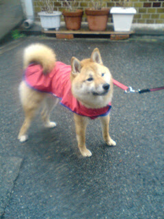 【お尻のほっぺ】雨の中レインコートを着て散歩する柴犬