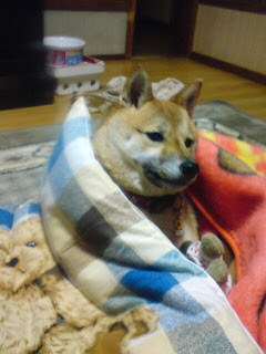 【お尻のほっぺ】寒の戻りで毛布に包まる柴犬