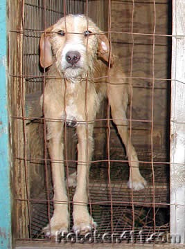 BeingBad: Animal Cruelty…