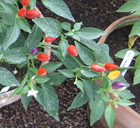 [2009-09-02-+orange+red+and+purple+closer.jpg]