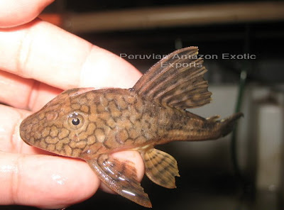 L037 Pleco