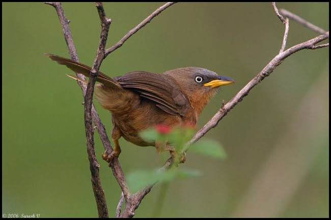 [Rufous_babbler-1.jpg]