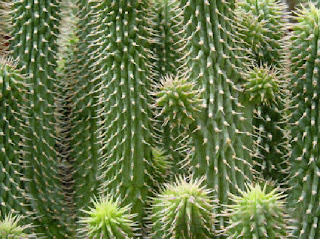 trucs-astuces-conseils-techniques-beaute-corps-mincir-regime-Hoodia-Gordonii-cactus