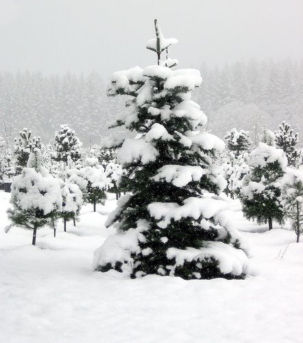 [snow+laden+tree.jpg]