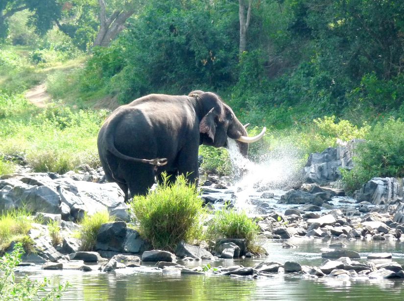 BANDIPUR NATIONALPARK