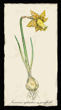 Narcissus sylvestris ssp giraffodil